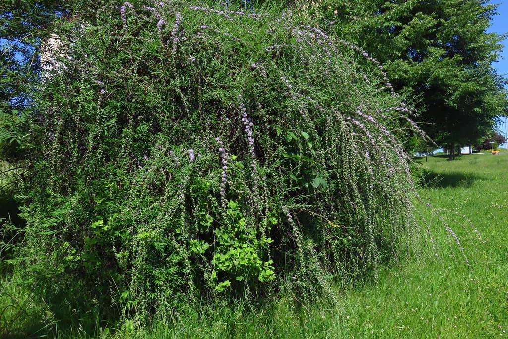 Wechselblättriger Sommerflieder mit hängenden Blütentrieben