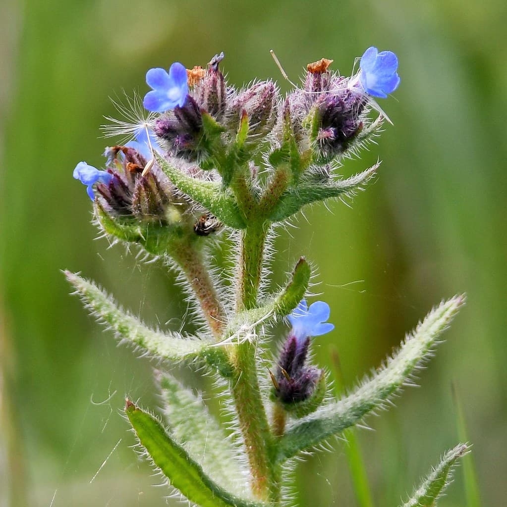Acker-Ochsenzunge mit blauen Blüten