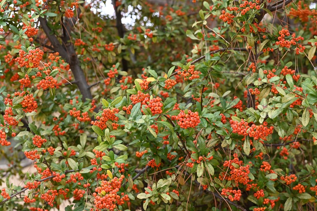 Mittelmeer-Feuerdorn mit orangeroten Beerentrauben