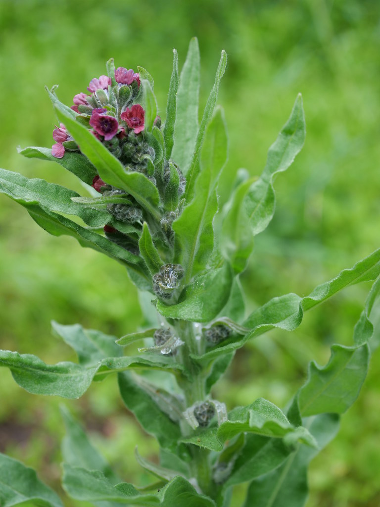 Cynoglossum Officinale