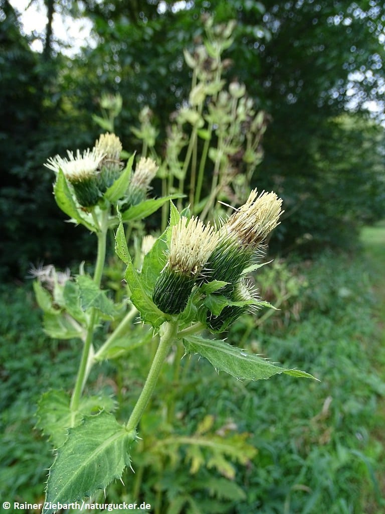 Kohldistel mit Blütenköpfen und Distelfinken