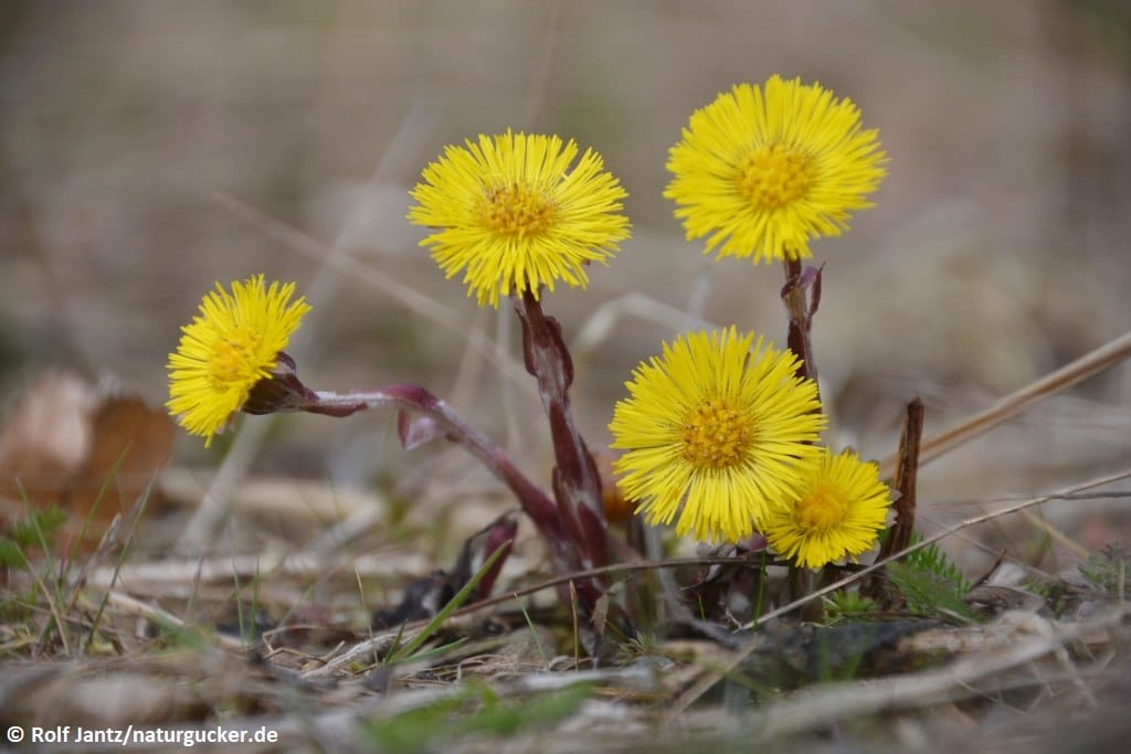 Huflattich - Gelbe Blütenköpfe im Frühling
