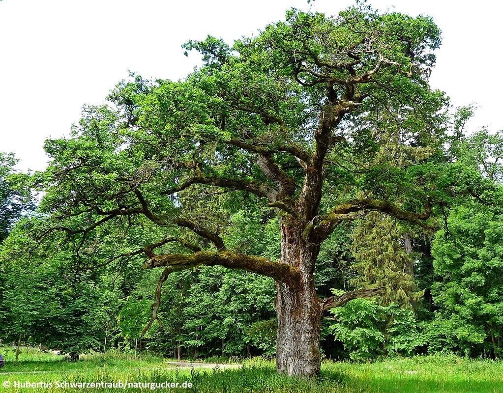 Alte Stiel-Eiche mit mächtigem Stamm im Wald