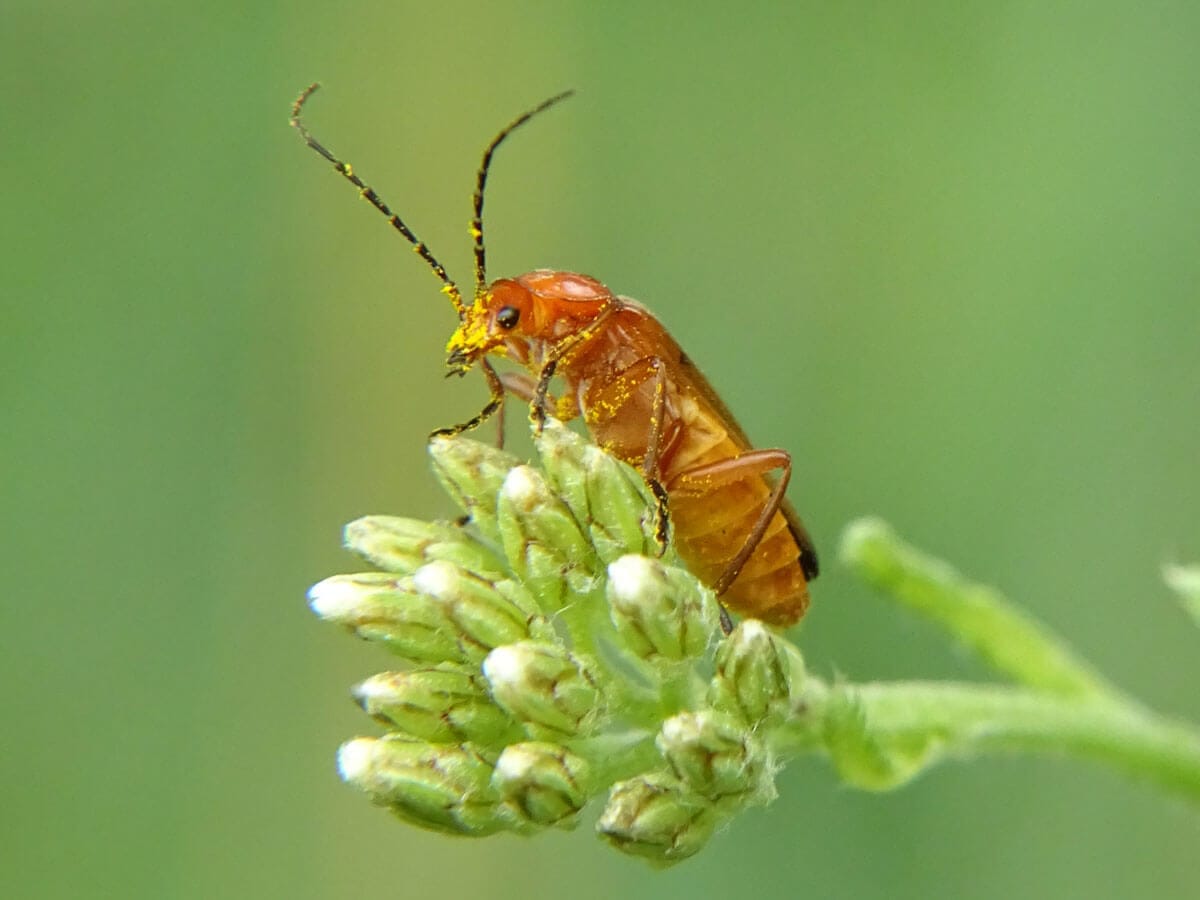 Ockerbrauner Weichkäfer auf Blütenknospen