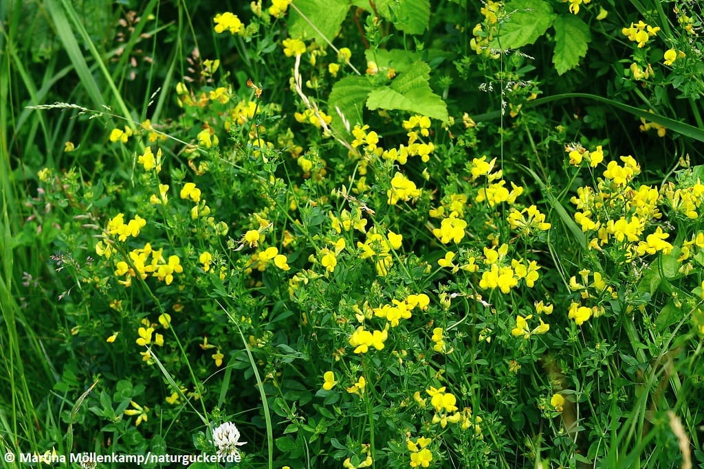 Sumpf-Hornklee mit gelben Blüten im Gras