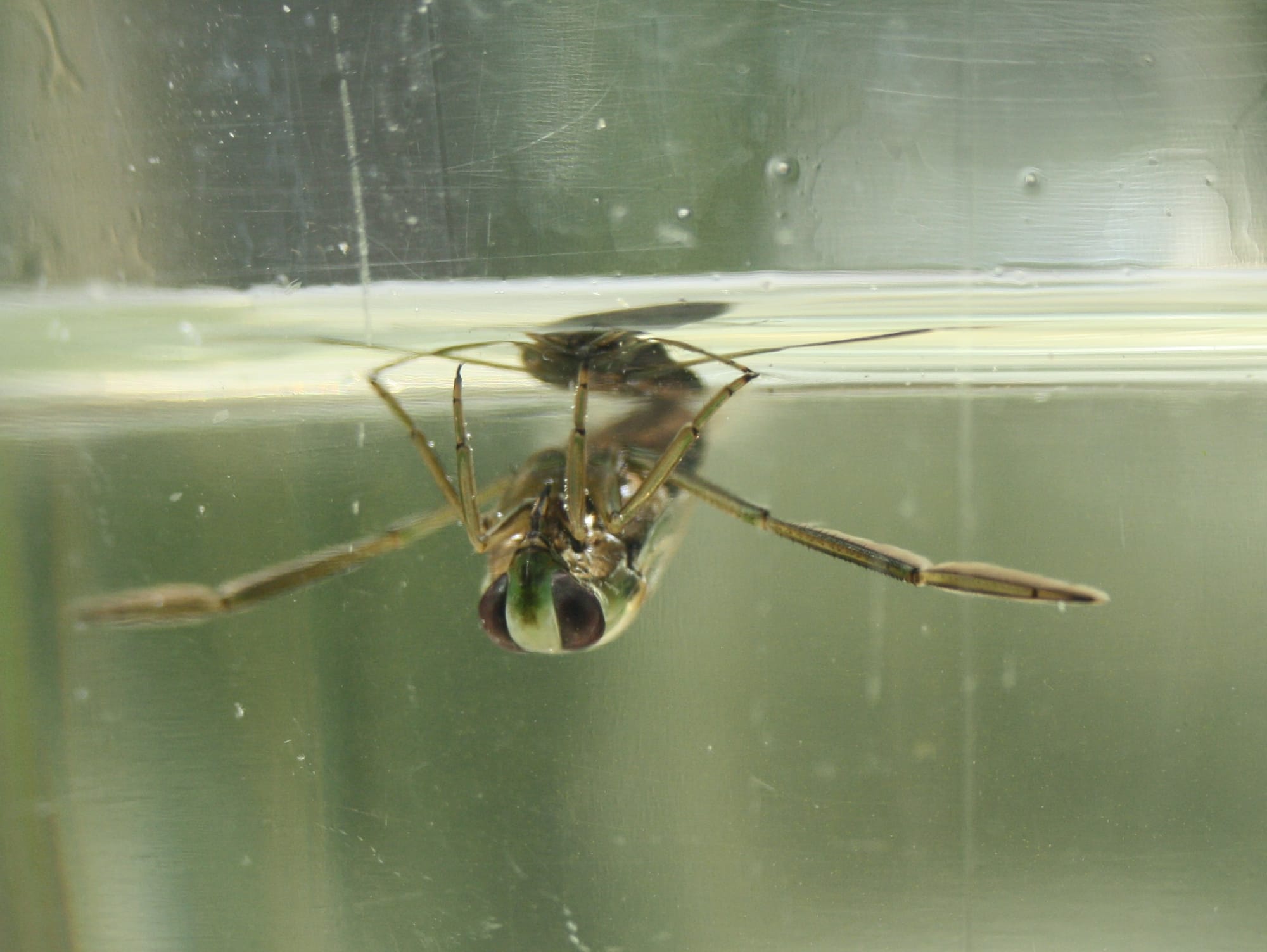 Gemeiner Rückenschwimmer an der Wasseroberfläche