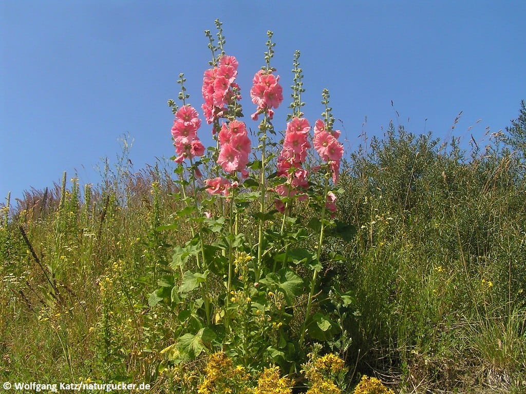 Stockrose in voller Blüte im Sommergarten