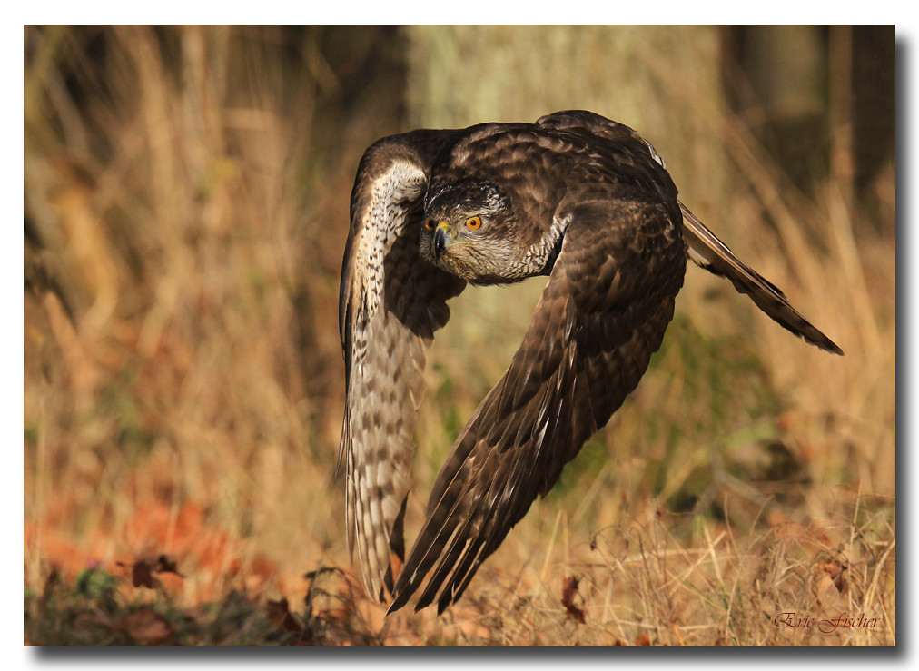 Habicht (Accipiter gentilis)