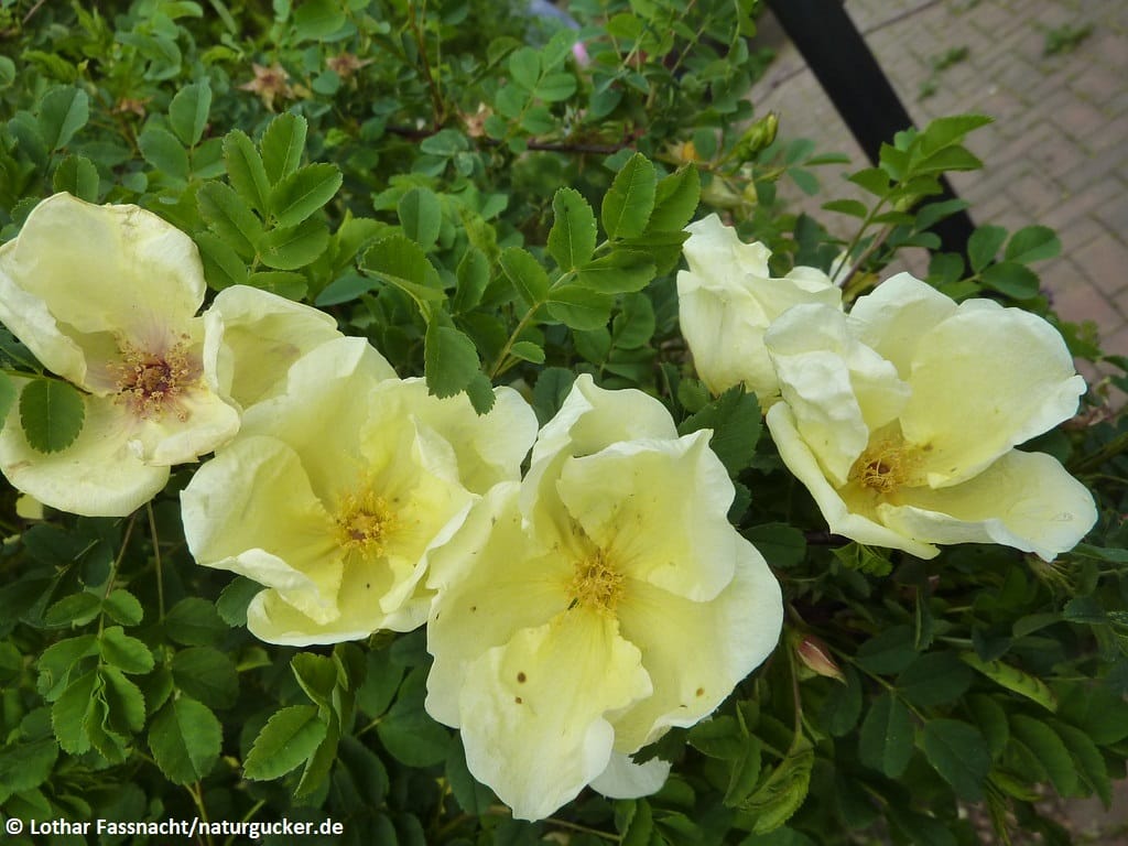 Chinesische Rose (Rosa hugonis) in Blüte