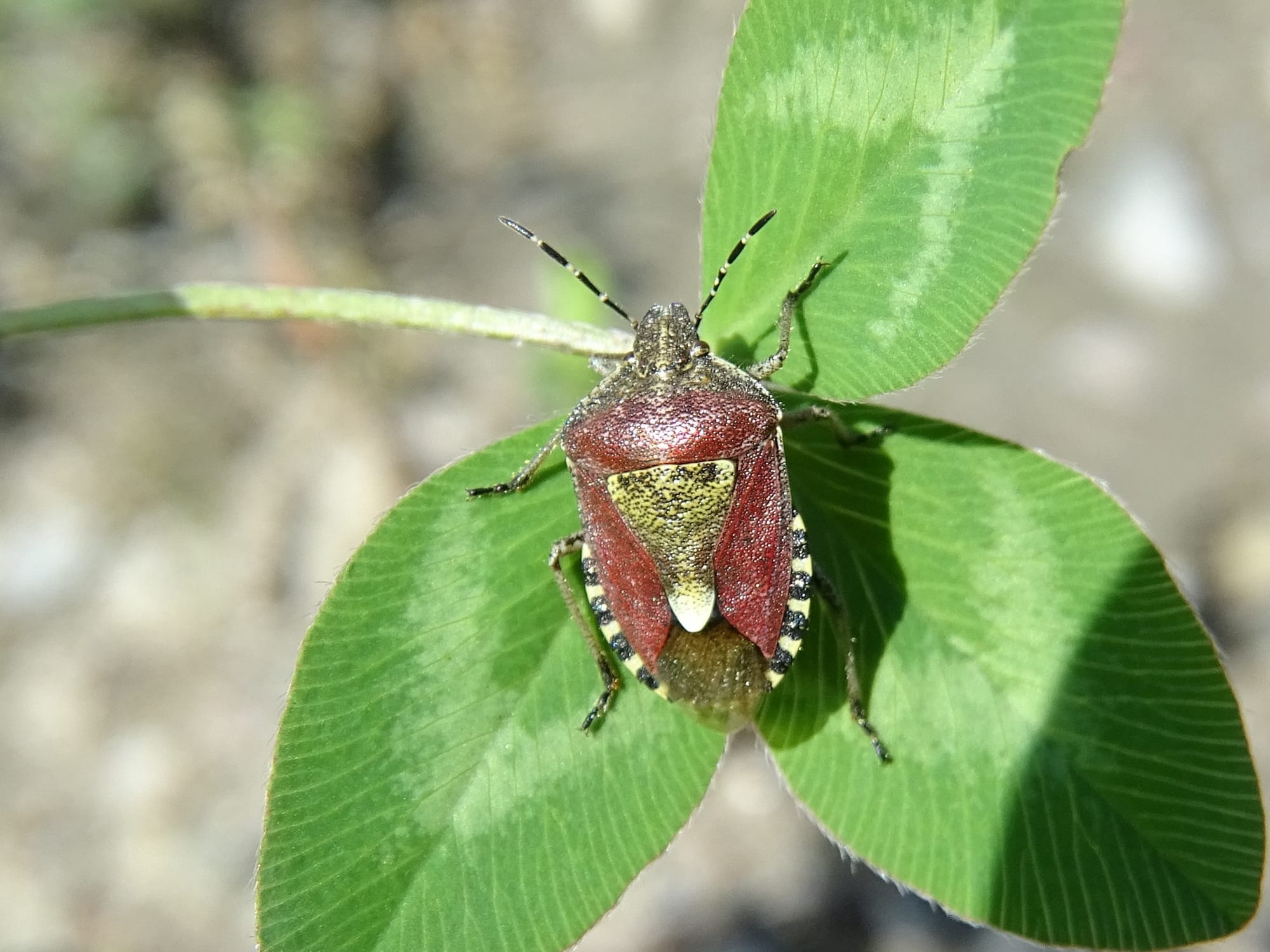 Beerenwanze auf grünem Kleeblatt