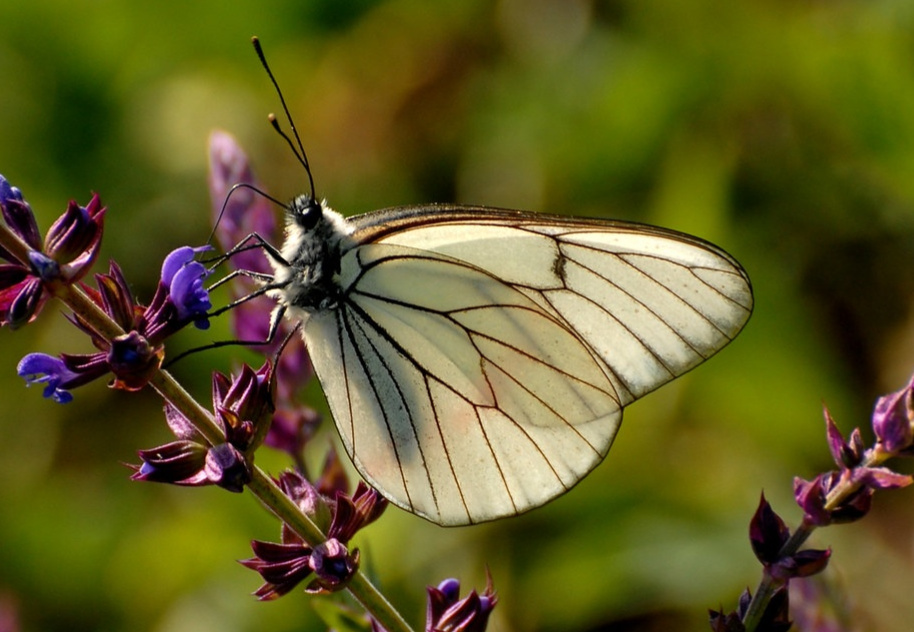 Aporia Crataegi