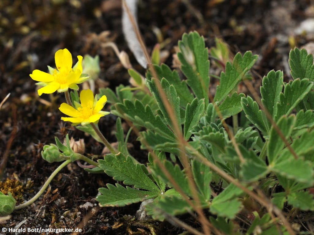 Sand-Fingerkraut mit gelben Blüten in Nahaufnahme