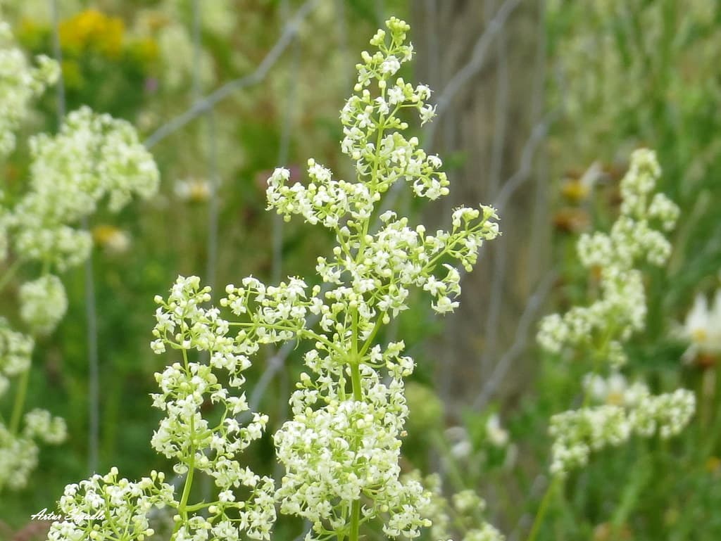 Wiesen-Labkraut mit feinen weißen Blütenrispen