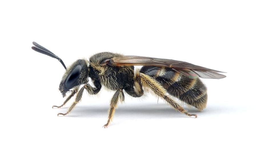 Lasioglossum albipes