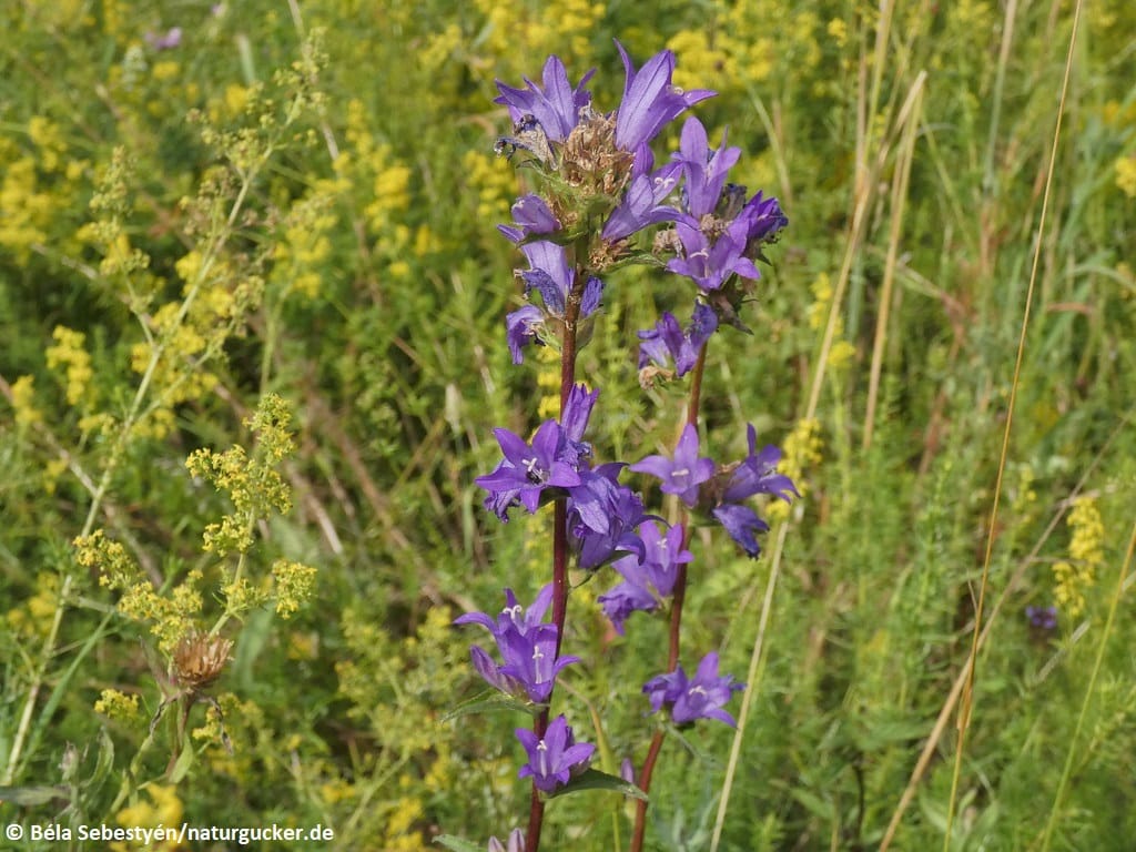 Borstige Glockenblume in Blüte