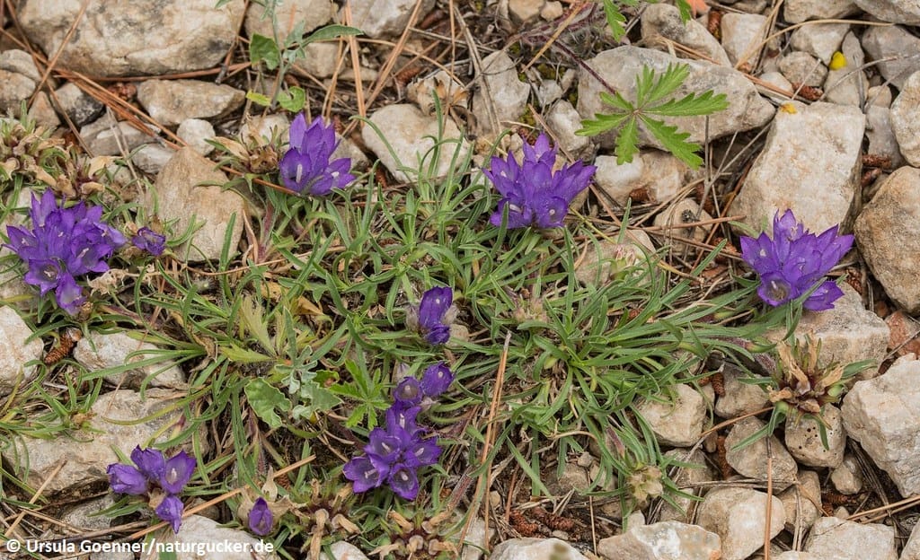 Grasblättrige Becherglocke in voller Blüte