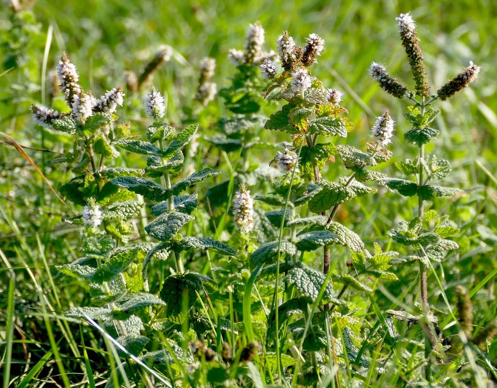 Rundblättrige Minze in voller Blüte