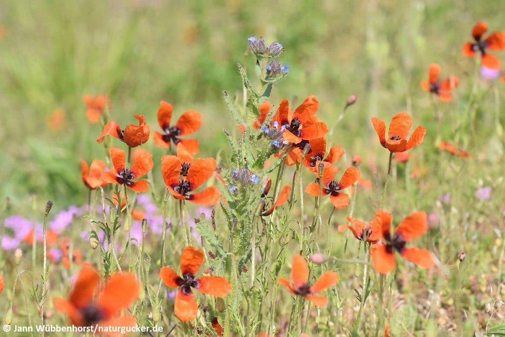 Sand-Mohn in voller Blüte auf Wildblumenwiese