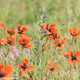 Sand-Mohn