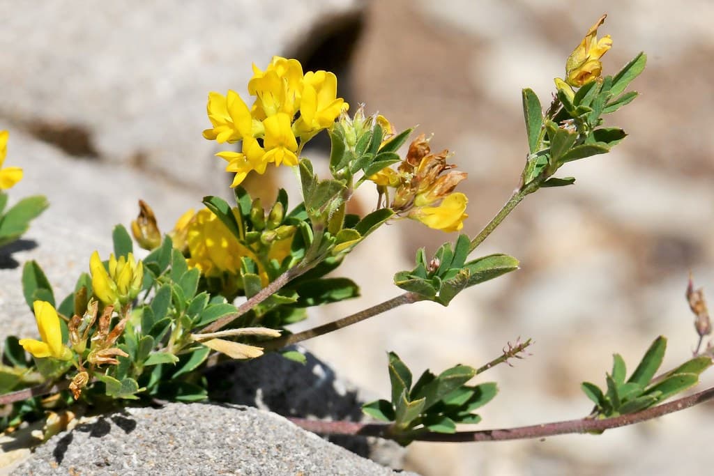 Sichelklee mit gelben Blüten auf Stein