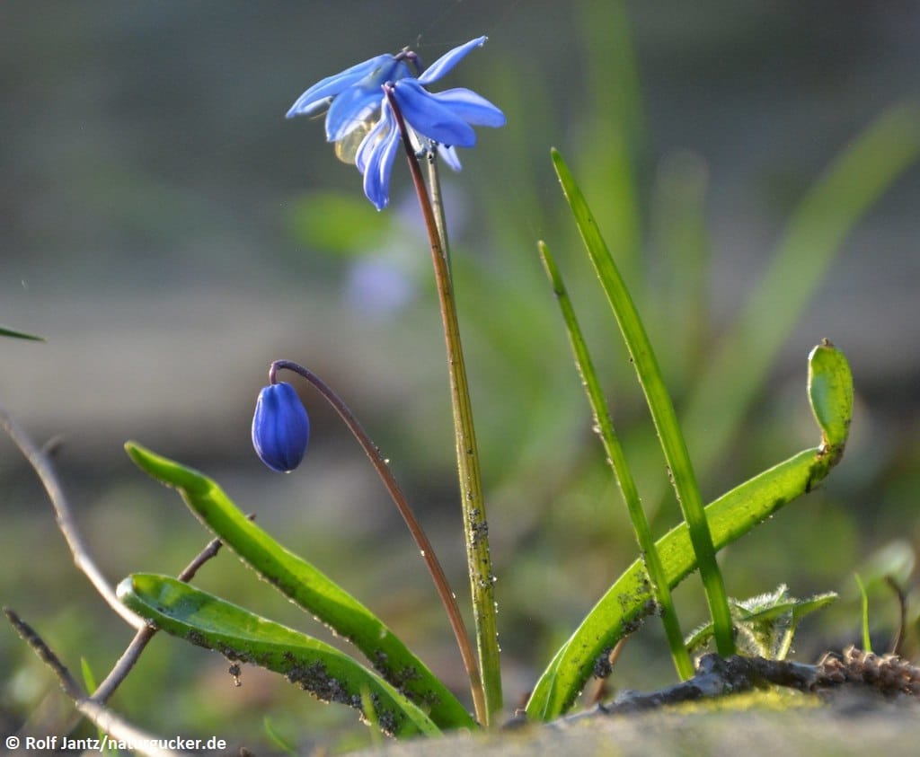 Nickender Blaustern in Blüte mit Knospen