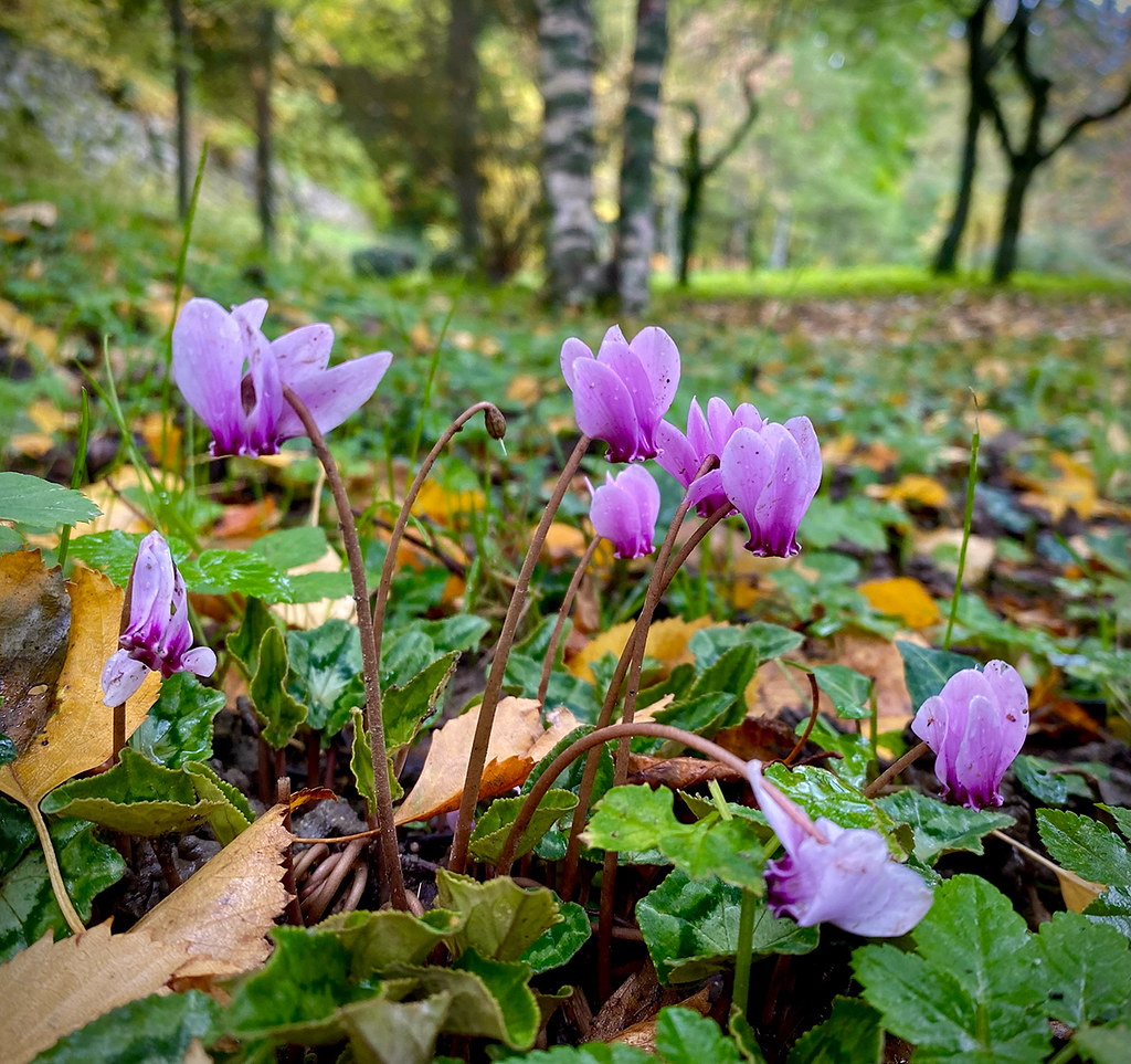 Cyclamen Purpurascens