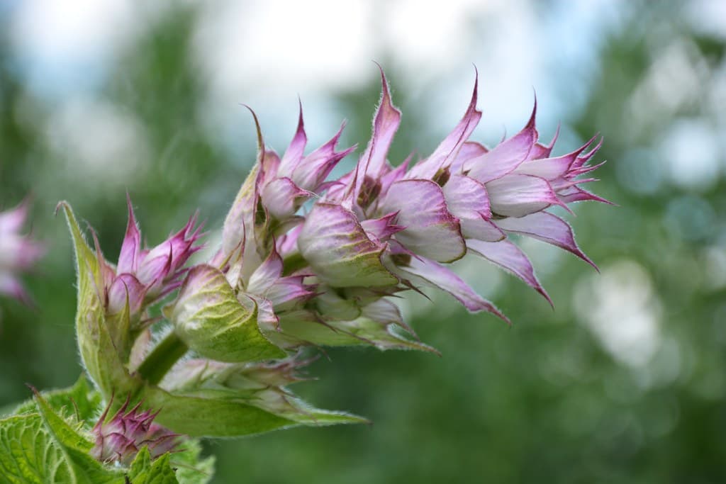 Muskateller-Salbei in voller Blüte