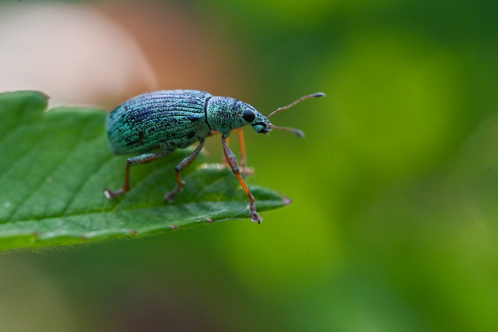 Polydrusus Formosus