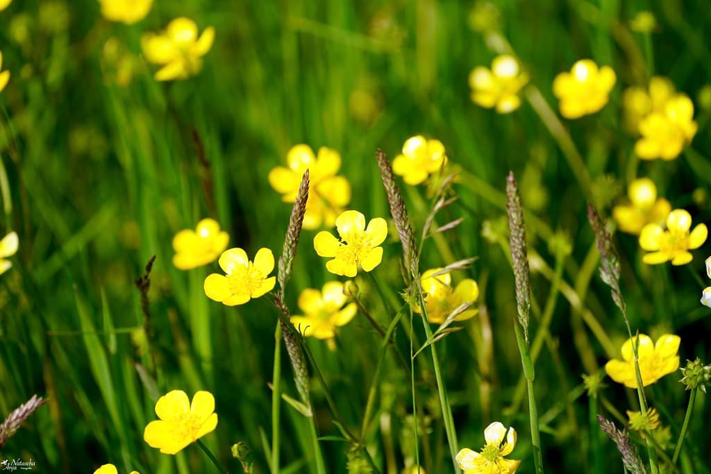 Scharfer Hahnenfuß in voller Blüte auf der Wiese