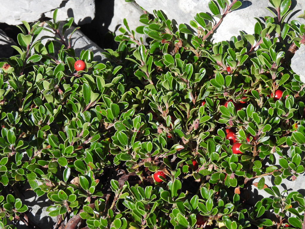 Arctostaphylos Uva Ursi