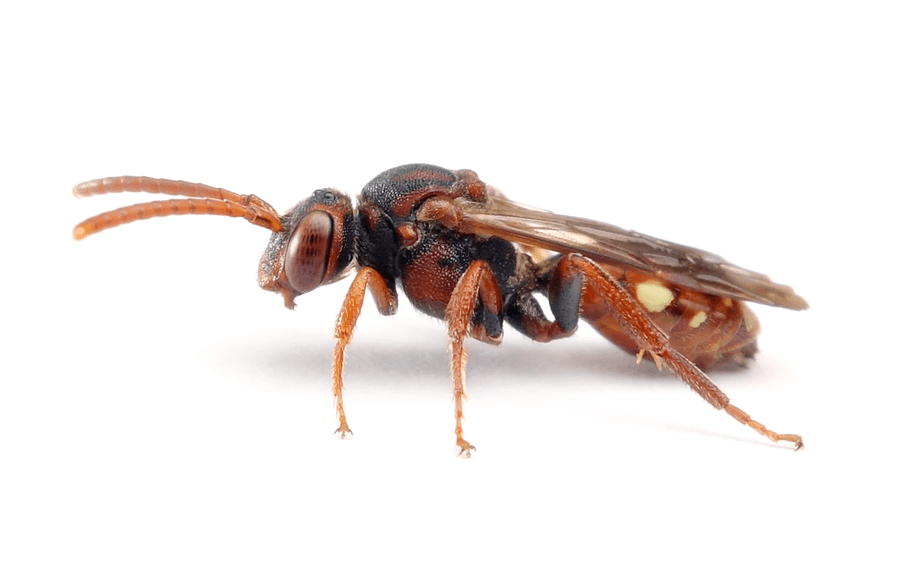 Nomada Striata