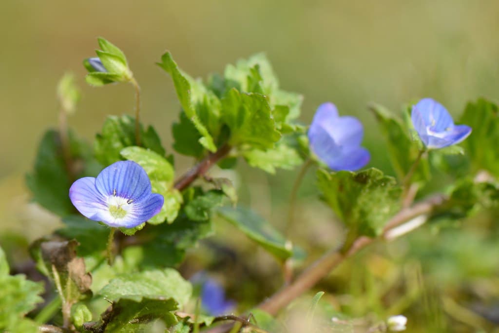 Persischer Ehrenpreis mit blauen Blüten