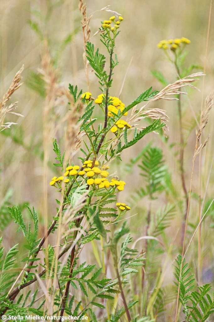 Rainfarn mit gelben Blütenständen im Habitat