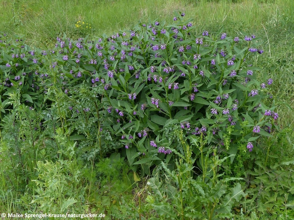 Beinwell in voller Blüte auf der Wiese