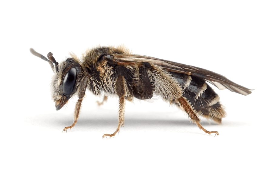 Andrena Proxima