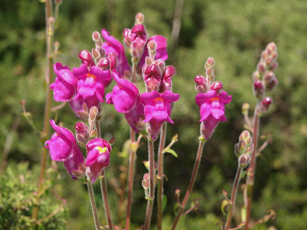 Großes Löwenmaul - Magentafarbene Blüten in voller Blüte