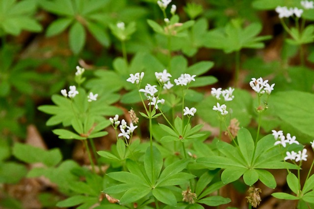 Galium Odoratum