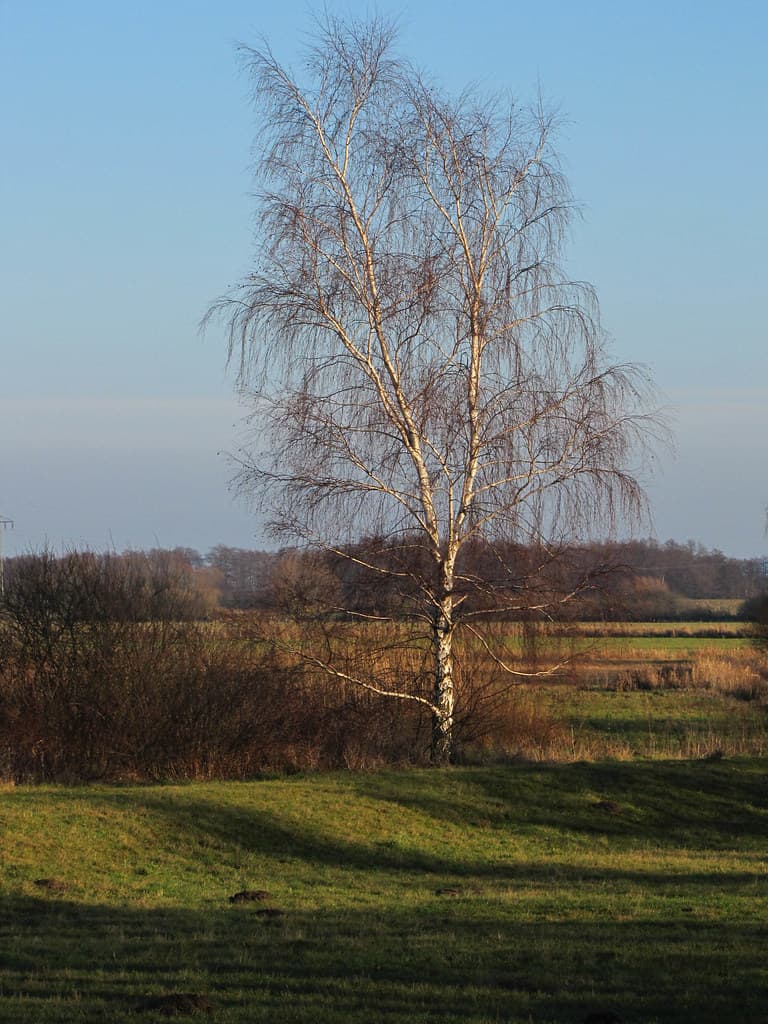 Hänge-Birke im Winter in ländlicher Landschaft