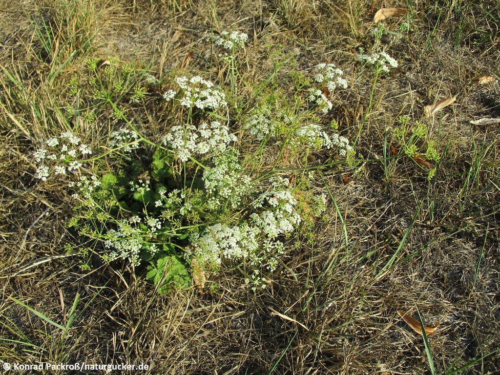 Kleine Bibernelle in Blüte auf Wiese