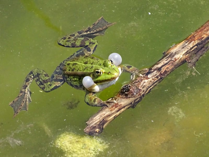 Teichfrosch mit aufgeblasenen Schallblasen auf Ast