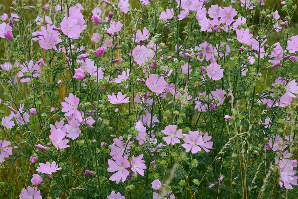 Moschus-Malve - Blütenreicher Bestand in voller Blüte