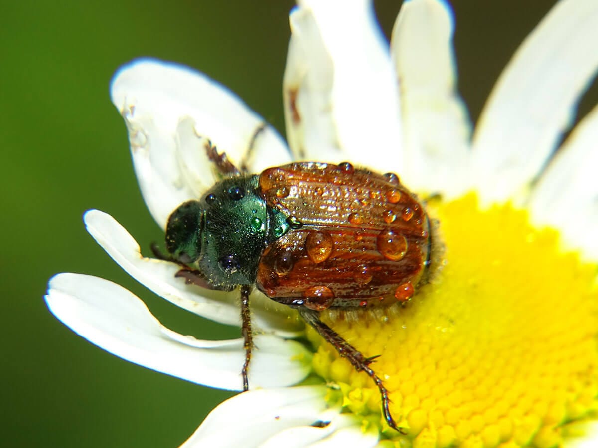 Gartenlaubkäfer auf weißer Blüte mit Blütenstaub