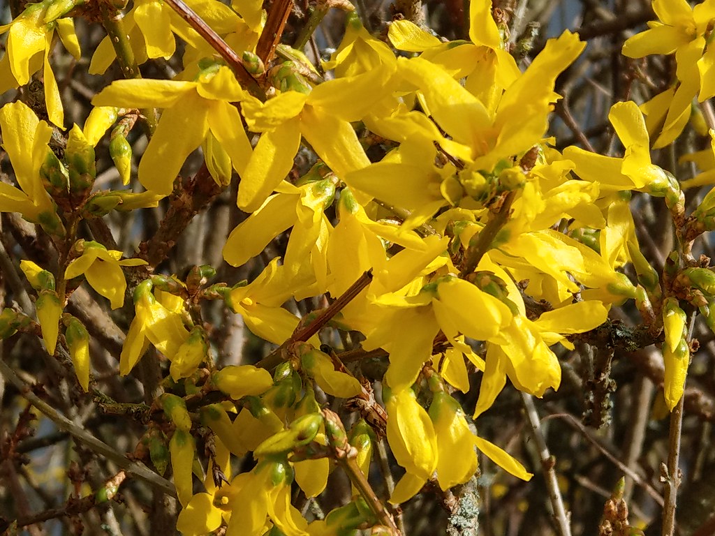 Forsythie