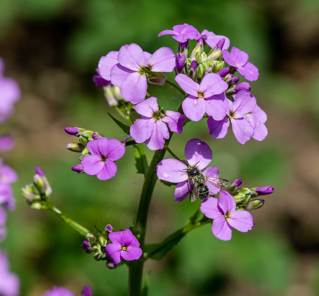 Gewöhnliche Nachtviole mit Insekt in Blüte