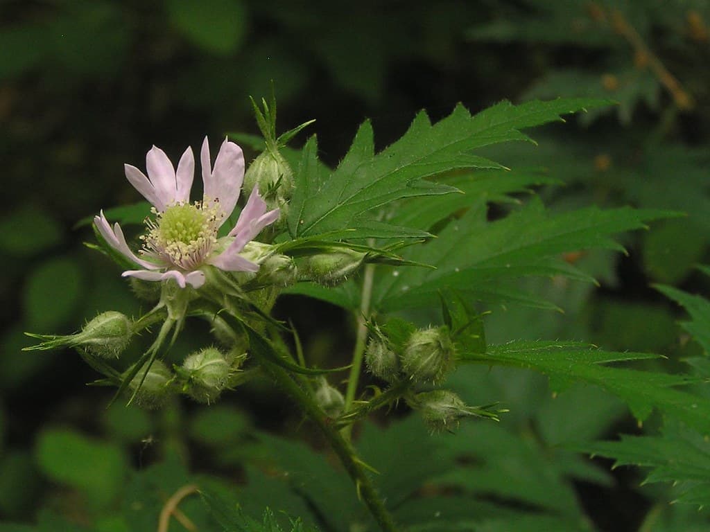 Schlitzblaettrige Brombeere Bluete