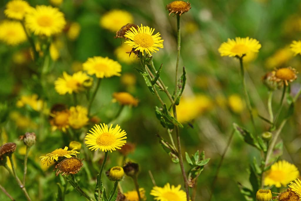Großes Flohkraut in Blüte mit Insektenbesuch