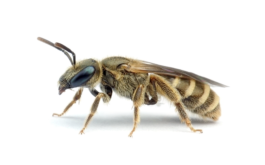 Halictus confusus