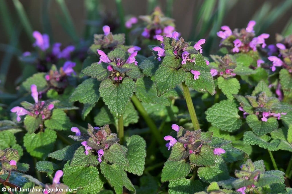 Rote Taubnessel blühend mit violetten Blüten