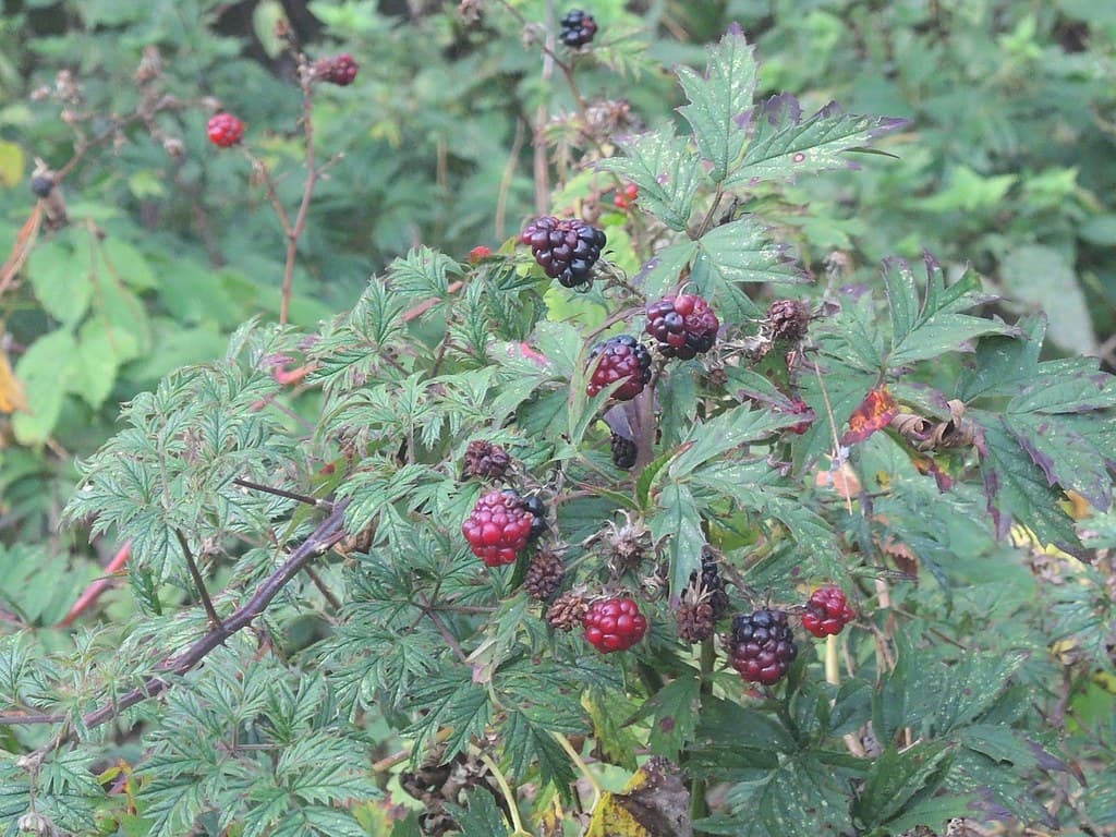 Schlitzblättrige Brombeere mit reifen und unreifen Früchten