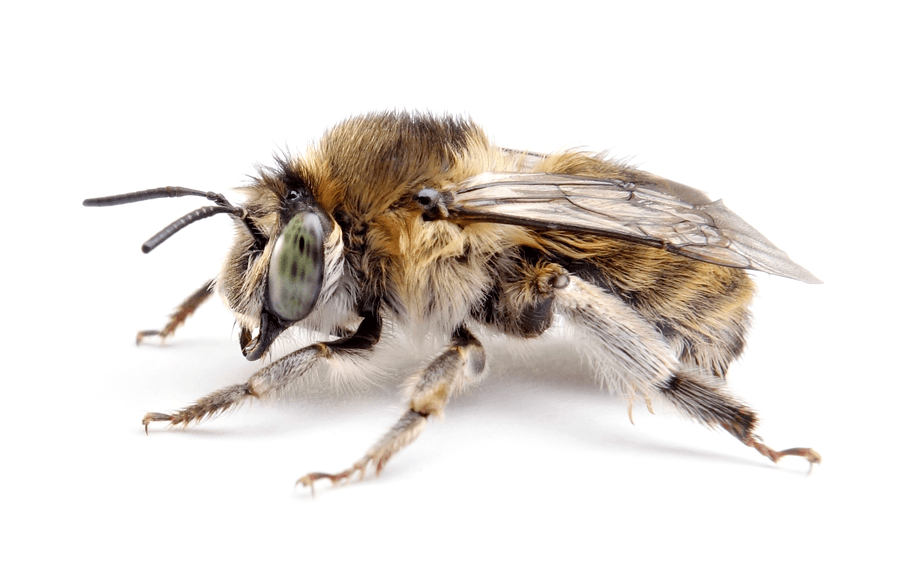Anthophora Quadrimaculata